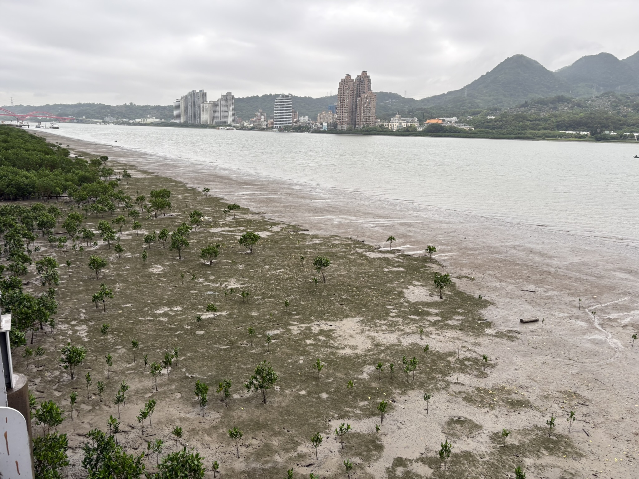 mangroves